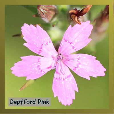 Deptford Pink